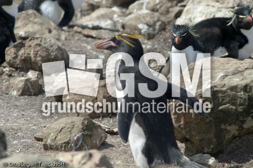 Goldschopfpinguin (17 von 19).jpg